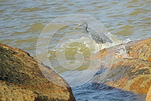 Reef Heron