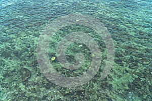 Reef at Khao Major beside Samaesan pier photo