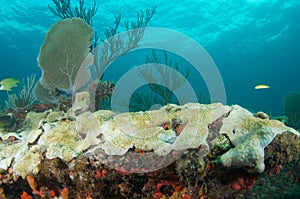 Reef Ledge composition.