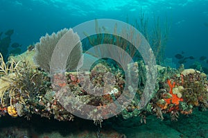 Reef Ledge composition.