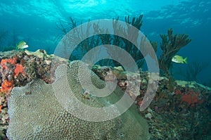 Reef Ledge composition.