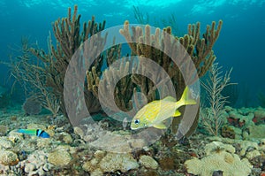 Reef Ledge composition.