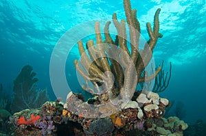 Reef Ledge composition.