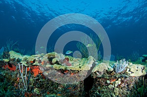 Reef Ledge composition.
