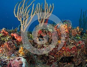Reef Ledge composition.