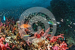Reef life - Andaman Sea photo