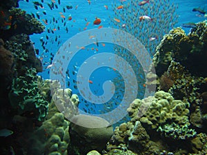 The reef live column