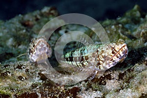 Reef Lizardfish, Perhentian Island, Terengganu photo