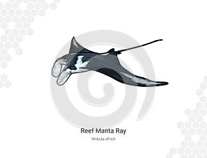 Reef manta ray - Mobula alfredi illustration