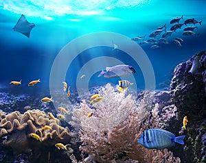 Reef with marine animals. 3D illustration