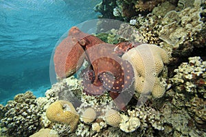 Reef Octopus