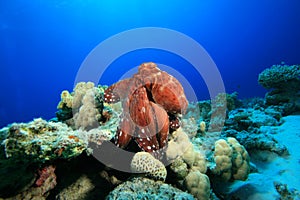 Reef Octopus