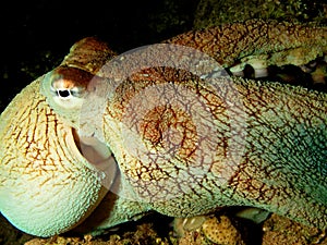 Reef octopus