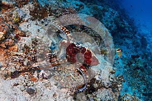 Reef octopus