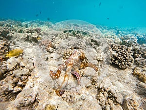 Reef octopus Octopus cyanea on coral reef