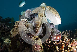 Reef octopus (Octopus cyaneus)