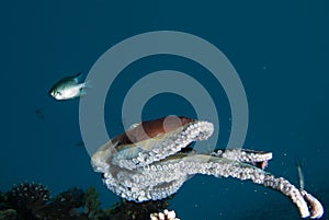 A Reef octopus (Octopus cyaneus)