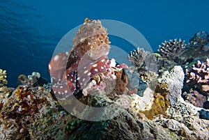 Reef octopus (Octopus cyaneus)