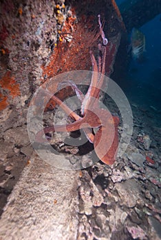 Reef octopus (octopus cyaneus)