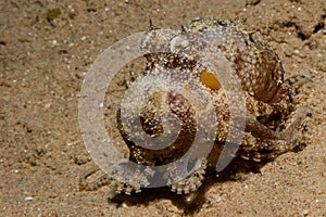 Reef octopus (octopus cyaneus)