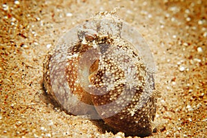 Reef octopus (octopus cyaneus)