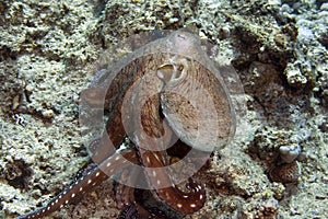 Reef octopus (octopus cyaneus)