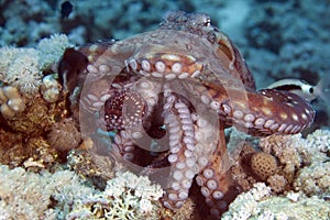 Reef octopus (octopus cyaneus)