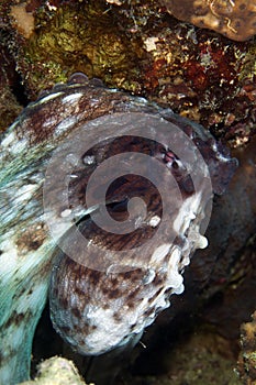 Reef octopus (octopus cyaneus) in the Red Sea.