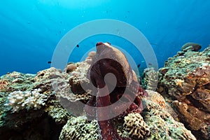 Reef octopus (octopus cyaneus) in the Red Sea.