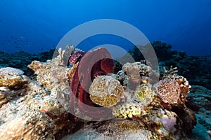 Reef octopus (octopus cyaneus) in the Red Sea.