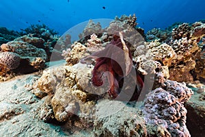 Reef octopus (octopus cyaneus) in the Red Sea.