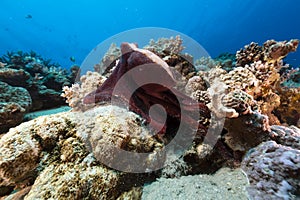 Reef octopus (octopus cyaneus) in the Red Sea.
