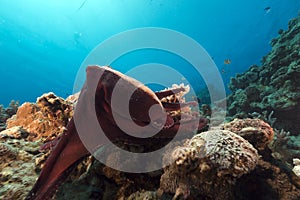 Reef octopus (octopus cyaneus) in the Red Sea.