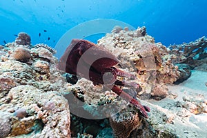 Reef octopus (octopus cyaneus) in the Red Sea.