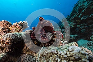 Reef octopus (octopus cyaneus) in the Red Sea.