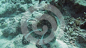 Reef octopus (Octopus cyaneus) in the Red Sea