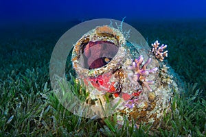 Reef Octopus (Octopus vulgaris) in ancient amphora on the ocean