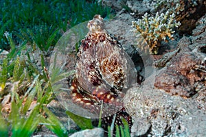 Reef Octopus (Octopus vulgaris) in ocean. Underwater Photo.