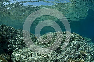 Reef, red Sea, south Sinai, Egypt