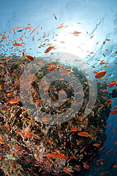 Reef, red Sea, south Sinai, Egypt