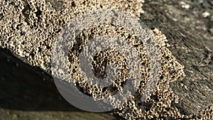 Reef and rock pools on the coast