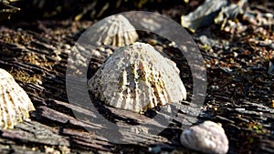 Reef and rock pools on the coast