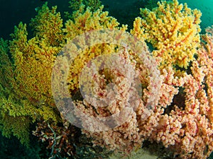 Reef scape with soft coral