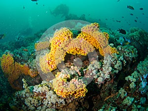 Reef scape with soft coral with divrer