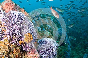 Reef Scene at Farnsworth Banks Catalina