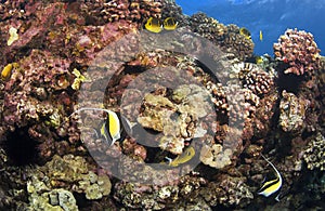 Reef Scene in Kona Hawaii photo