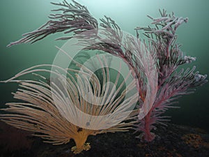 Reef scene with large orange Flagellar sea fan
