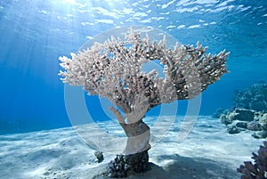 Reef scene and sunbeams