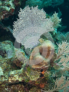 Reef and Sea Fans