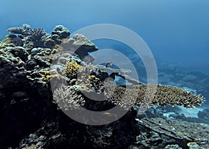 Reef seascape with corals and tropical fish in blue ocean